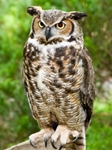 Cautiousness - Thinkers - Owls